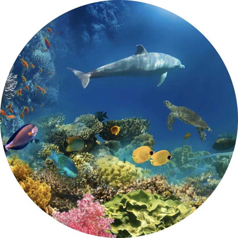 Aluminiumbild Unterwasserwelt voller bunter Fische und Korallen Kreis