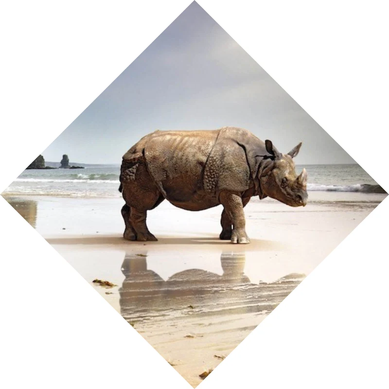 Poster Nashorn an der Küste Raute