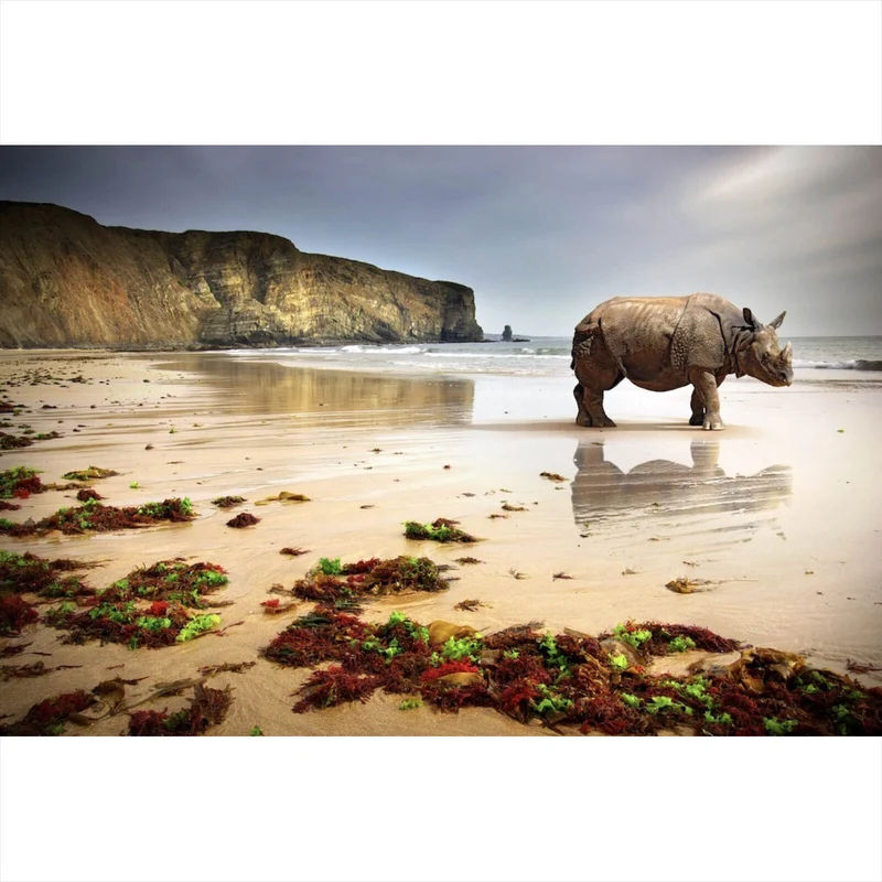 Spannrahmenbild Nashorn an der Küste Querformat