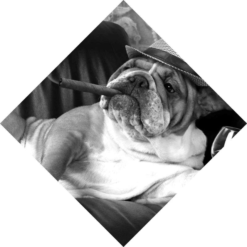 Spannrahmenbild Bulldogge auf Ledersessel mit Zigarre und Hut Raute