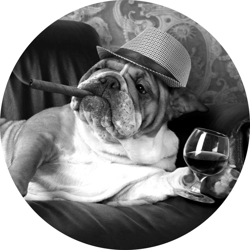 Aluminiumbild Bulldogge auf Ledersessel mit Zigarre und Hut Kreis