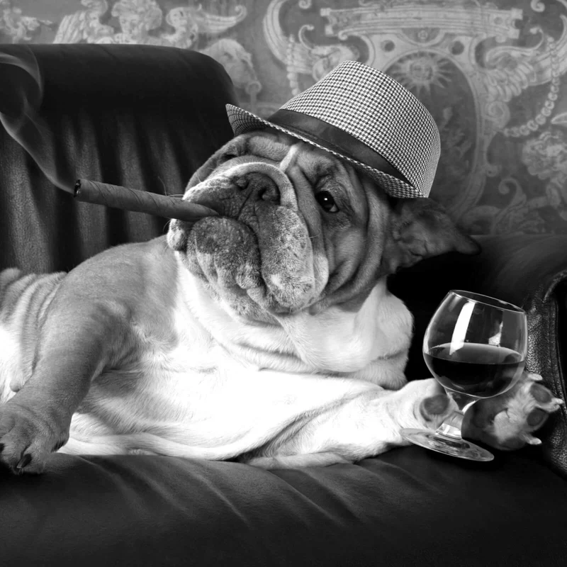 Aluminiumbild Bulldogge auf Ledersessel mit Zigarre und Hut Quadrat