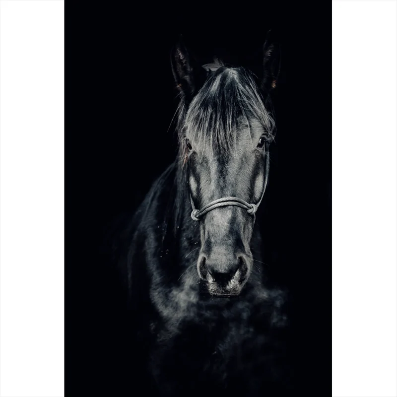 Spannrahmenbild Ausdrucksvolles Portrait eines schwarzen Pferdes Hochformat