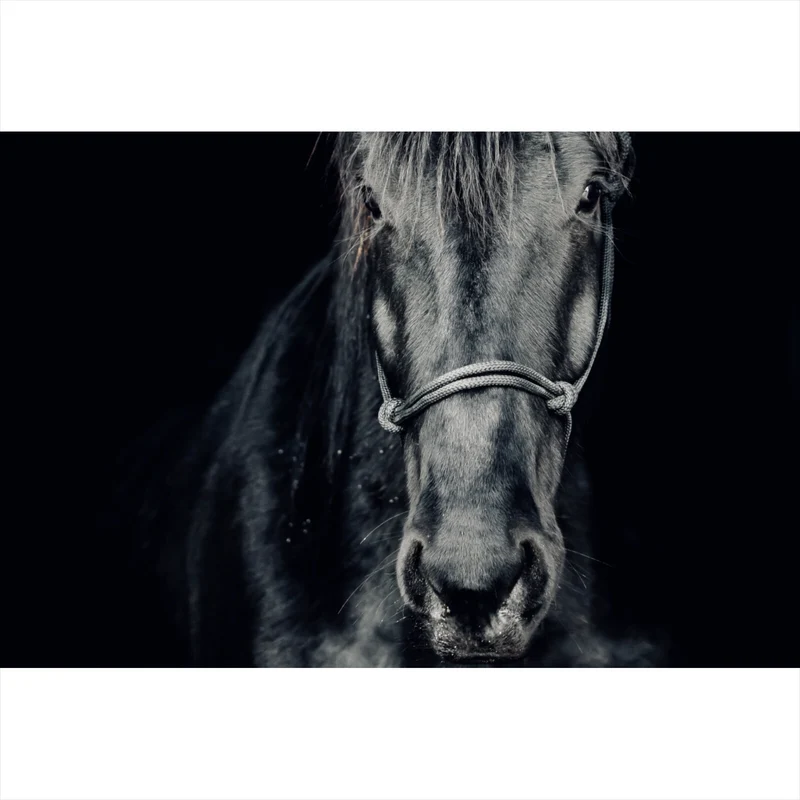 Spannrahmenbild Ausdrucksvolles Portrait eines schwarzen Pferdes Querformat